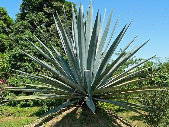 Agave Plant